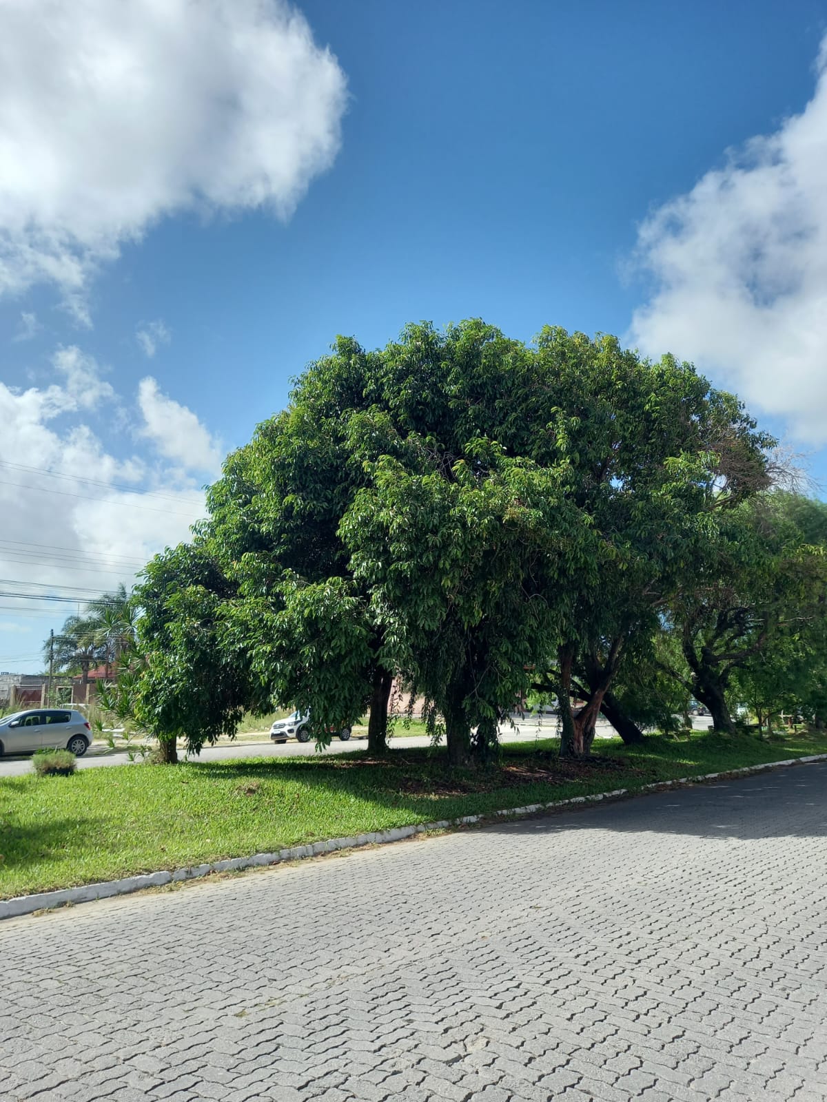 Ação atende à solicitação do Sanep com o objetivo de prevenir alagamentos na região