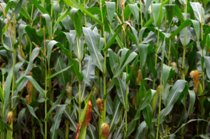 Cada agricultor poderá solicitar até quatro sacas de sementes com preços subsidiados