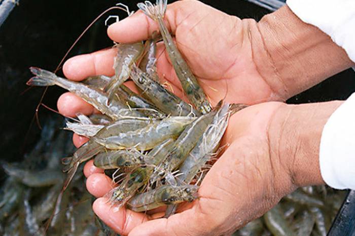 Técnica e instruções são voltadas ao cultivo do crustáceo marinho em água doce. SDR participa com orientação aos produtores