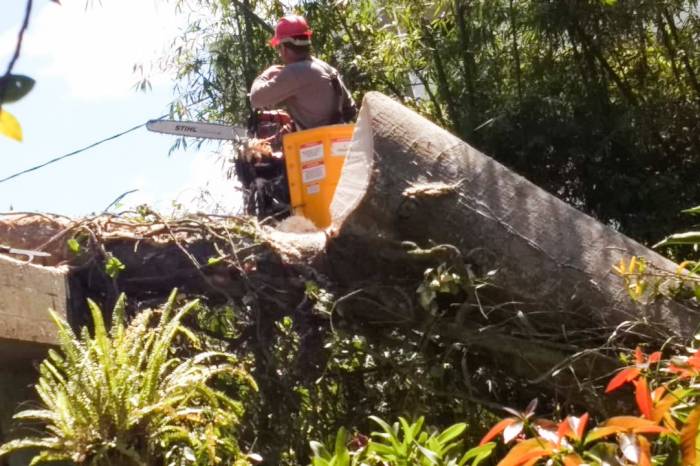 Em três meses e meio, 31 podas e 105 supressões de árvores foram executadas em diversos pontos da cidade