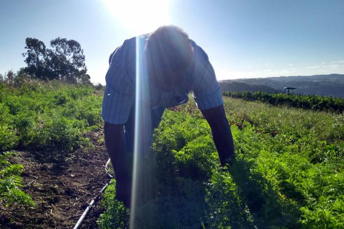 Ação envolve 48 agricultores locais selecionados pelo Município