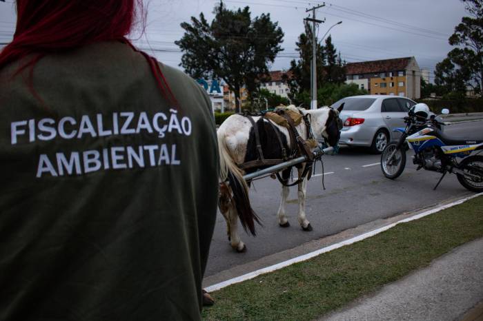 Animal apresentava sinais de negligência. Outros sete veículos de tração foram abordados