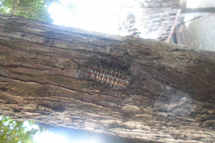 No município, a maior incidência é de carrapatos, roedores, lagartas urticantes e morcegos