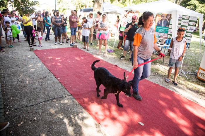 Sessenta e cinco cachorros estão aptos a adoção no Canil Municipal
