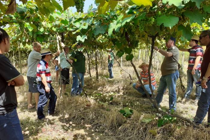 “Uvas de Pelotas” é o slogan que vai caracterizar a divulgação e o comércio da safra 2020