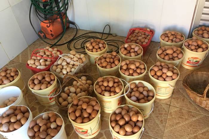 Produção de ovos chega a 18 mil unidades por dia