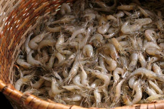 Trabalhadores da pesca artesanal também entregam encomendas em domicílio. Atividade é exercida até 30 de maio