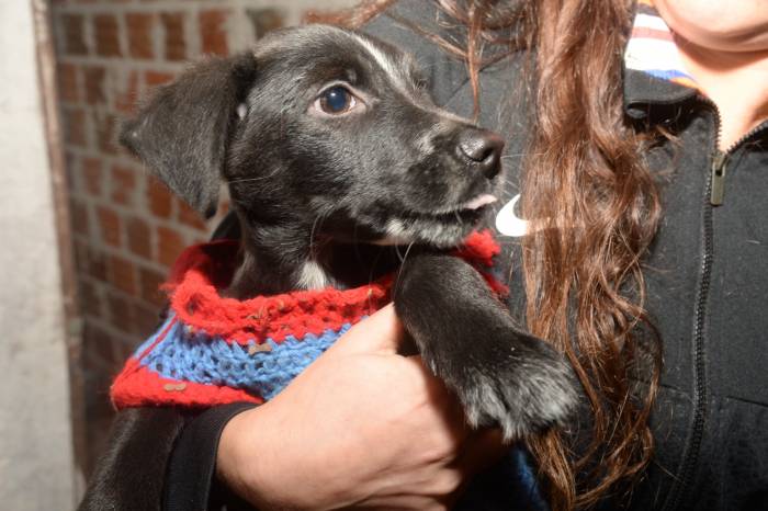 Evento destaca cuidado animal e oferece atividades para toda a família