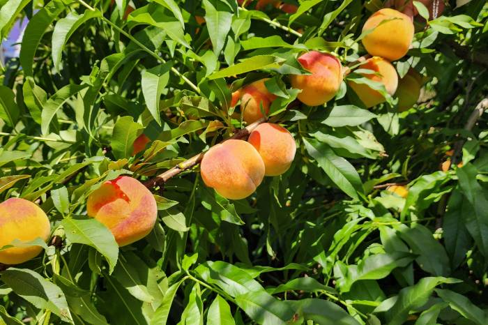 Começam a 12ª Quinzena do Pêssego e a Feira Municipal