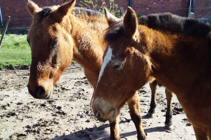 Equinos foram encaminhados à Hospedaria de Grandes Animais e ao Hospital Veterinário para tratamento