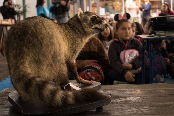 Atividade integra a Semana de Turismo de Pelotas, organizada pela Prefeitura. Durante a programação, dezenas de crianças vão conhecer mais sobre a fauna local e o patrimônio da cidade