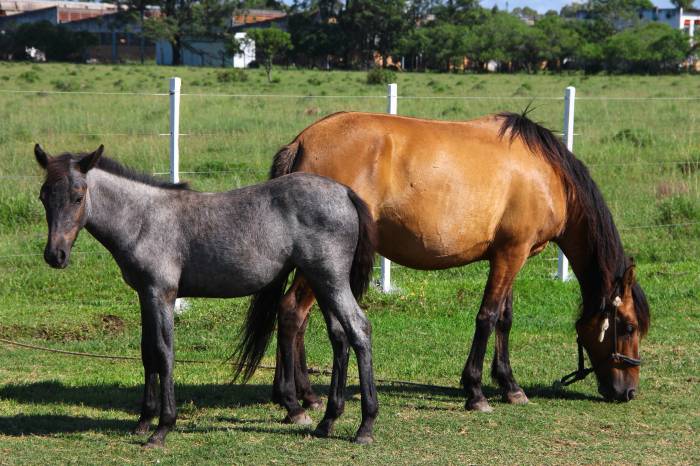 Na Hospedaria de Grandes Animais, 21 equinos poderão ser adotados por produtores rurais