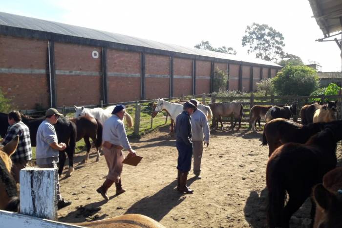 Após receberam cuidados na Hospedaria Municipal, os cavalos ganharam novos lares