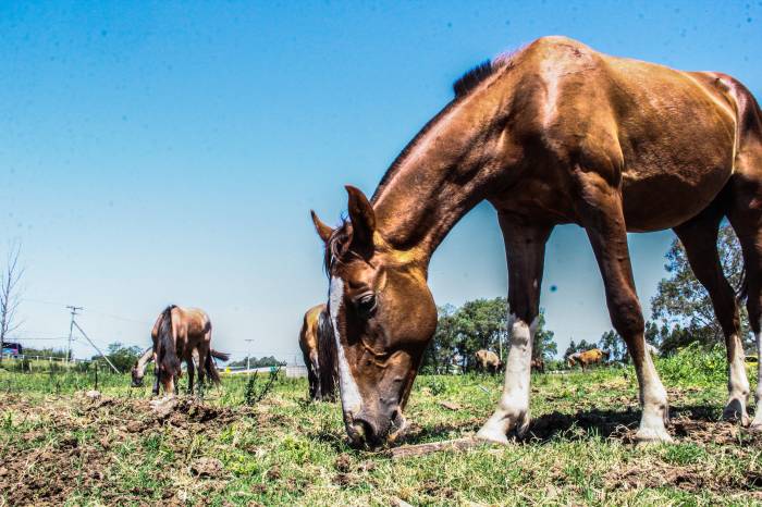 A partir de julho, propriedades que adotarem os cavalos passarão a ser fiscalizadas