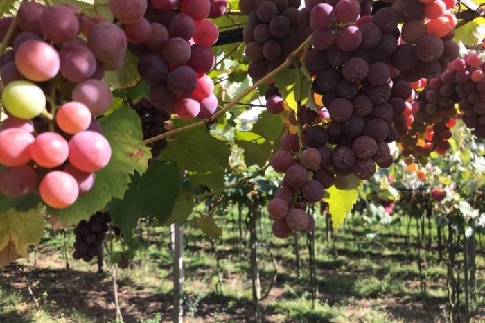 População poderá consumir a fruta com preços diferenciados