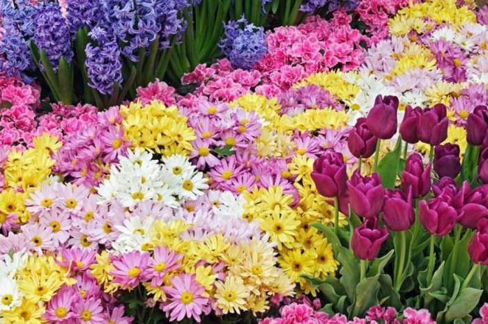 Vendedores que desejam comercializar flores no feriado devem procurar a Secretaria, das 13h às 18h