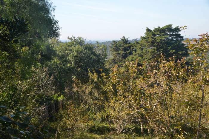 Supressão de vegetação nativa estava atrelada à adesão do Município ao Sinaflor