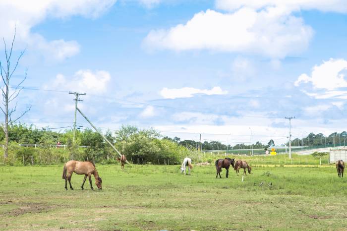 A partir das 10h, animais terão a chance de ganhar um novo lar. Quarenta produtores já mostraram interesse em adotar