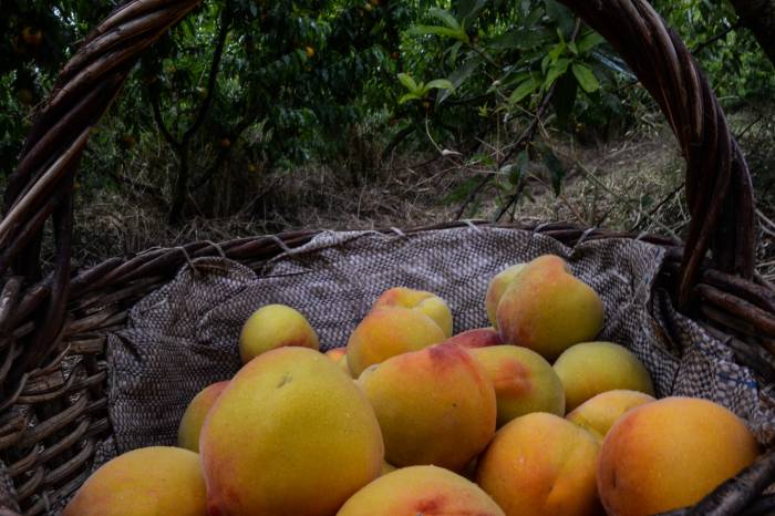 Cadeia produtiva da fruta envolve o trabalho de 600 famílias da zona rural do Município