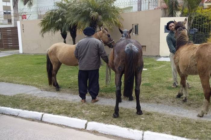 Animais soltos e maltratados foram encaminhados à Hospedaria Municipal e ao Hospital Veterinário para receberem cuidados