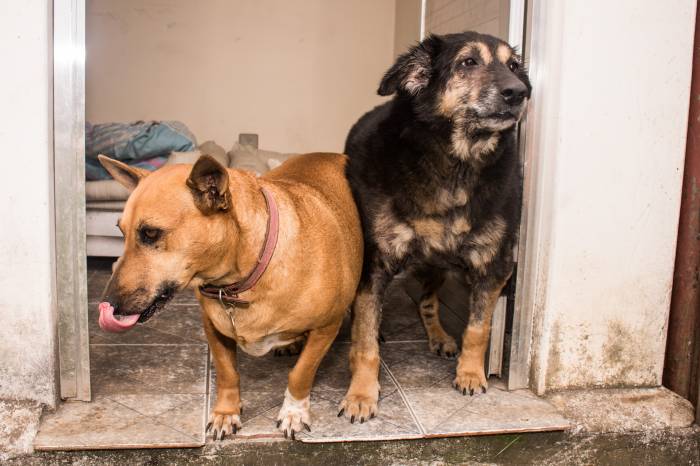 Doações de alimentos para gatos ou cães podem ser entregues na Secretaria de Assistência Social