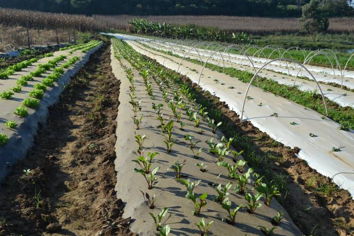 Em debate, o pleito do Conselho de Secretários Municipais de Agricultura do Rio Grande do Sul (Consema)