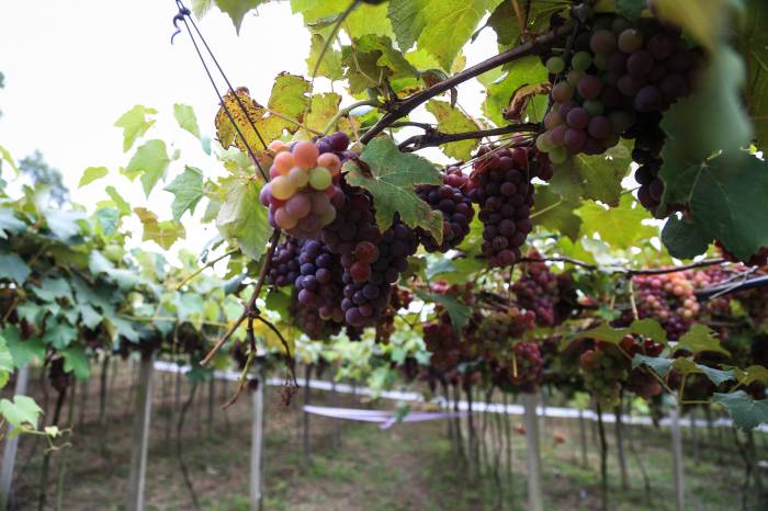 Agroindústrias produzem vinhos de mesa e abastecem mercado local