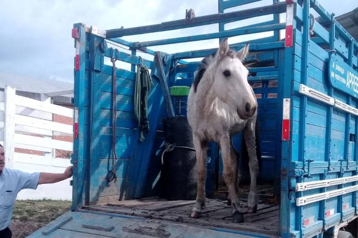 A partir da próxima semana, proprietários terão de ir ao local e comprovar prazo inferior a 30 dias, a fim de recuperar animais