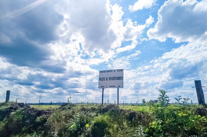 Após preparo do solo, mudas são plantadas na faixa de domínio da estrada do 2º distrito de Pelotas