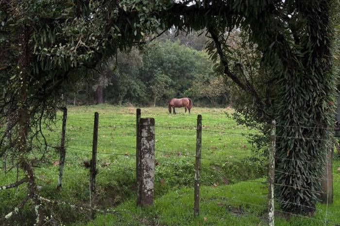 Operação itinerante para vacinação e controle parasitário de equídeos urbanos vai percorrer cinco regiões da cidade a partir de setembro