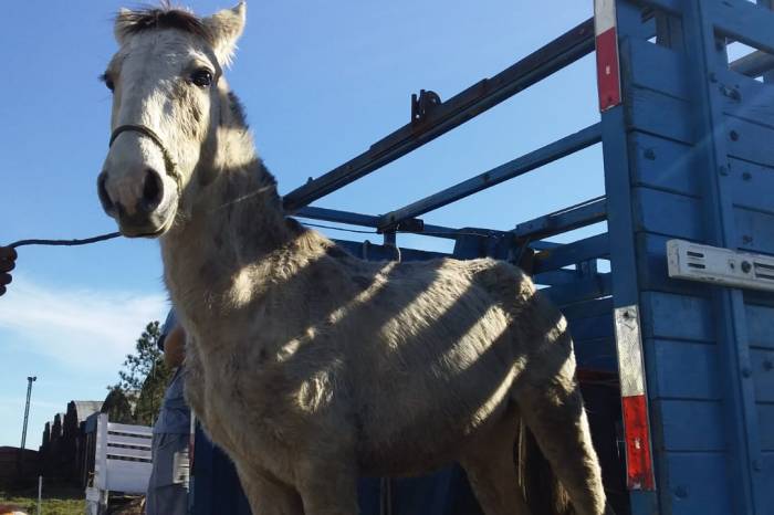 Animais foram encaminhados ao Hospital Veterinário da UFPel e à Hospedaria Municipal para tratamento