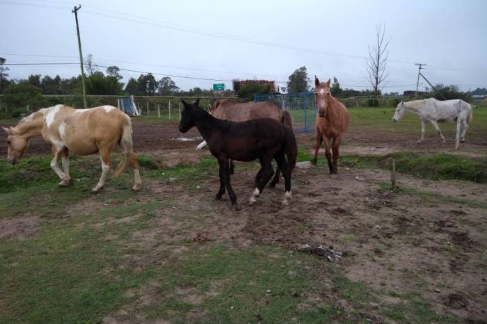 Animais foram recolhidos nas vias municipais durante terça e quarta-feira, 5 e 6 de junho