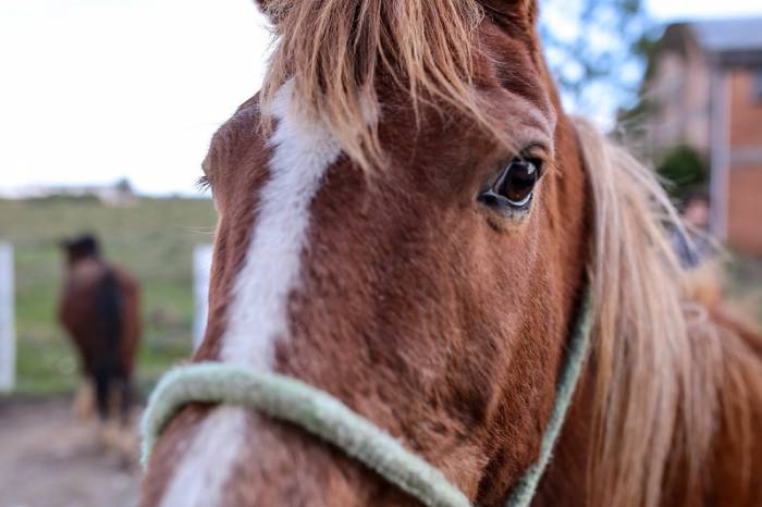 Atividade, que integra a 2ª Semana de Proteção Animal, dará novo lar a 12 equinos