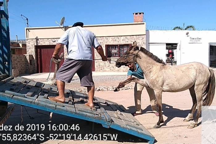 Na última semana, o setor de Apreensão de Animais da Prefeitura recolheu 13 cavalos soltos ou em situação de risco