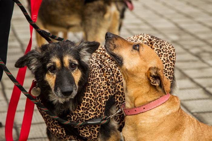Desfile com os cachorros do Canil Municipal incentiva a adoção. No sábado, uma 'cãominhada' ocorre durante a manhã