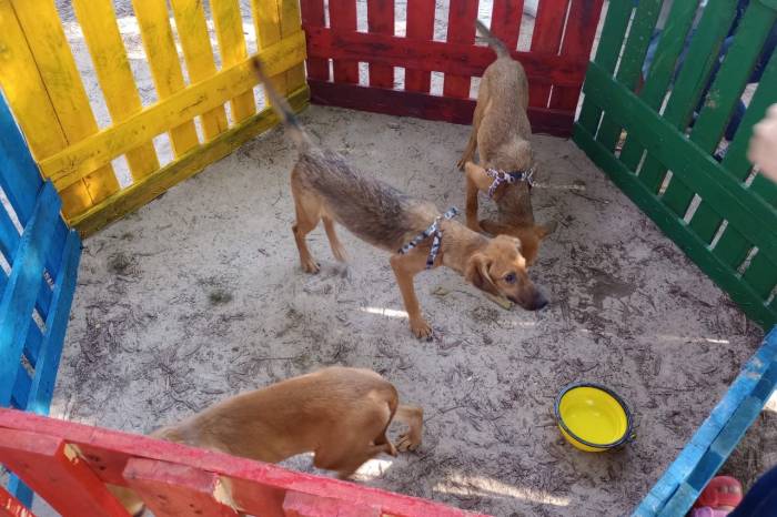 SQA estará presente no evento com animais do Canil Municipal para adoção e distribuição de mudas de árvores nativas