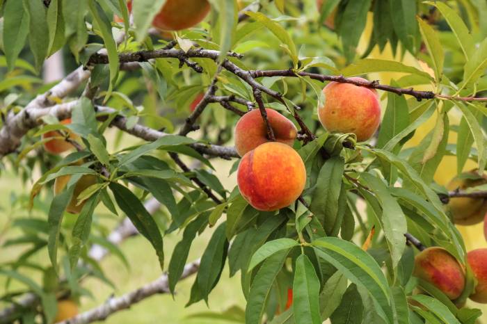 Concurso da melhor fruta é um dos pontos altos do evento