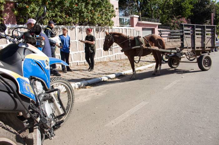 Nenhum dos 18 animais examinados estava maltratado. Conselho Tutelar foi acionado para encaminhamento de dois menores que conduziam veículo de tração animal