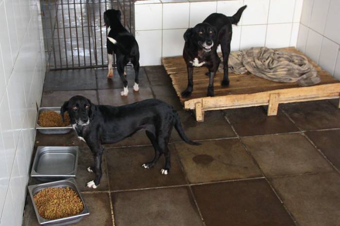 Objetivo é mapear os protetores de animais que atuam em Pelotas. Cadastro facilitará encaminhamento de doações de ração e outros materiais