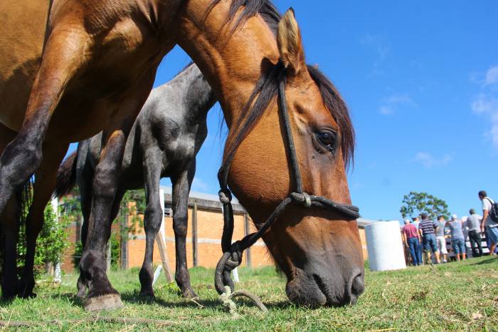 Quinze cavalos estão disponíveis para adoção. Os interessados devem se inscrever na Hospedaria.