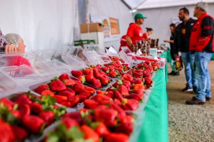 A expectativa é que o município colha mais de 250 toneladas de morango nesta safra