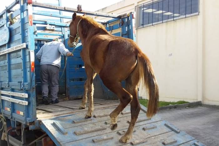 Em 10 dias, setor de Apreensão da Ssui recolheu animais em vários bairros da cidade