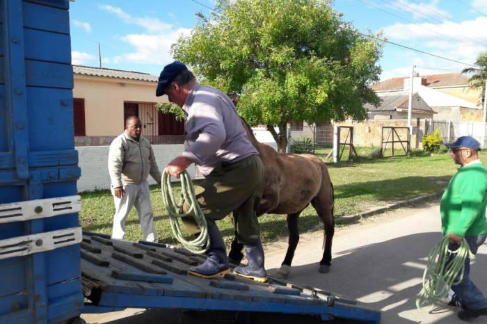 Sete cavalos e uma vaca foram encaminhados à Hospedaria de Grandes Animais, onde ficam por 30 dias