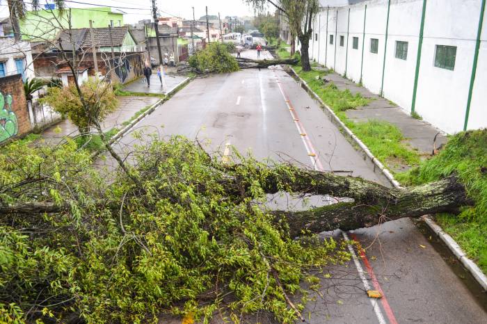 Das 183 árvores caídas, mais de 80% já foi cortado em pedaços e 65% recolhido