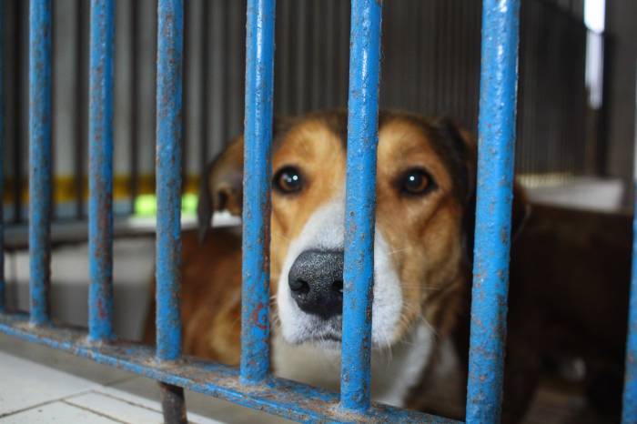Nesta quarta-feira (4) comemora-se o Dia dos Animais. Matéria aborda o trabalho das equipes que lidam diariamente com o abandono