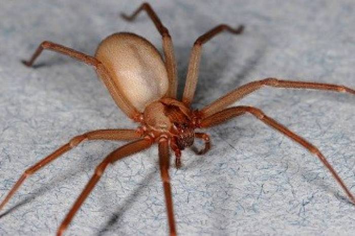 Acidentes com cobras, aranhas, escorpiões e lagartas crescem devido ao calor e à umidade