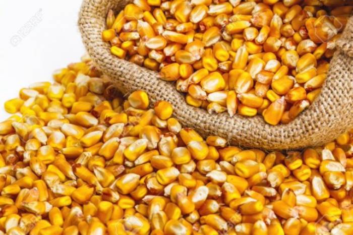 Produtores beneficiados pelo Programa Troca-Troca de Sementes devem quitar o compromisso