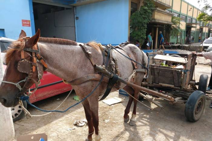 Charretes foram emplacadas pela Secretaria de Transporte e Trânsito. Não foi flagrada nenhuma situação de maus-tratos