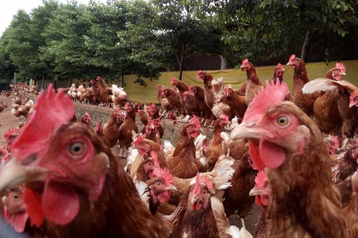 Pelotas quer otimizar o desenvolvimento de aves livres de gaiolas na zona rural
