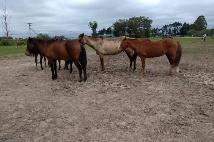 Serão disponibilizados 18 animais em evento que ocorre às 14h30min, na Hospedaria de Grandes Animais